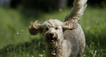 Codice sconto Robinson Pet Shop