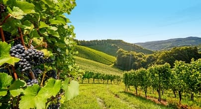 Codice sconto Wineowine