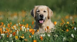 Buoni sconto Tiendanimal e coupon attivi per Agosto 2020