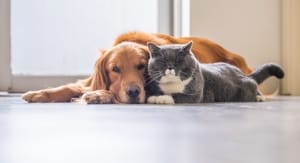 Buoni sconto Dogsitter e coupon attivi per Agosto 2020