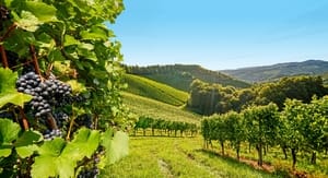 Buoni sconto Wineowine e coupon attivi per Luglio 2020