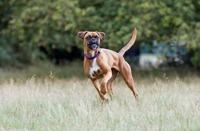Fino al 33% cibo e snack per cani su Arcaplanet