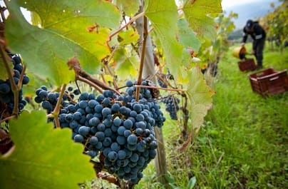 PROMO fino al 49% Vini scontati Tannico