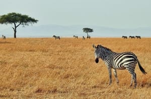 Coupon sconto 15% voli aerei per Capo Verde, Kenya, Tanzania