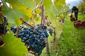 PROMO fino al 49% Vini scontati Tannico