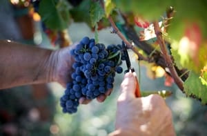 Fino al 31% di sconto Vini Biologi