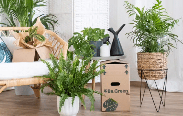 Confezione eco-friendly Be.green con piante da appartamento posizionate in salotto