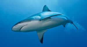 Buoni sconto Acquario di Genova e coupon attivi per Marzo 2026