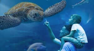 Buoni sconto Acquario di Livorno e coupon attivi per Marzo 2026