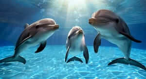 Buoni sconto Oltremare e coupon attivi per Marzo 2026