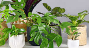 Codice sconto Be.green del 10% extra su tutto