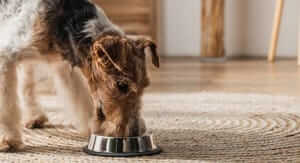 Buoni sconto Isola Dei Tesori e coupon attivi per Marzo 2026