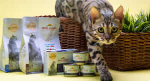 Buoni sconto Zooplus e coupon attivi per Marzo 2026