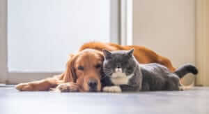 Buoni sconto Pet Shop Store e coupon attivi per Marzo 2026