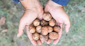 Buoni sconto Frutta e Bacche e coupon attivi per Marzo 2026