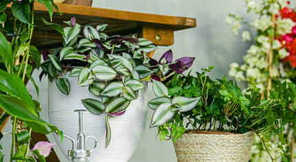 A proposito di Be.green