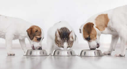 A proposito di Zooplus